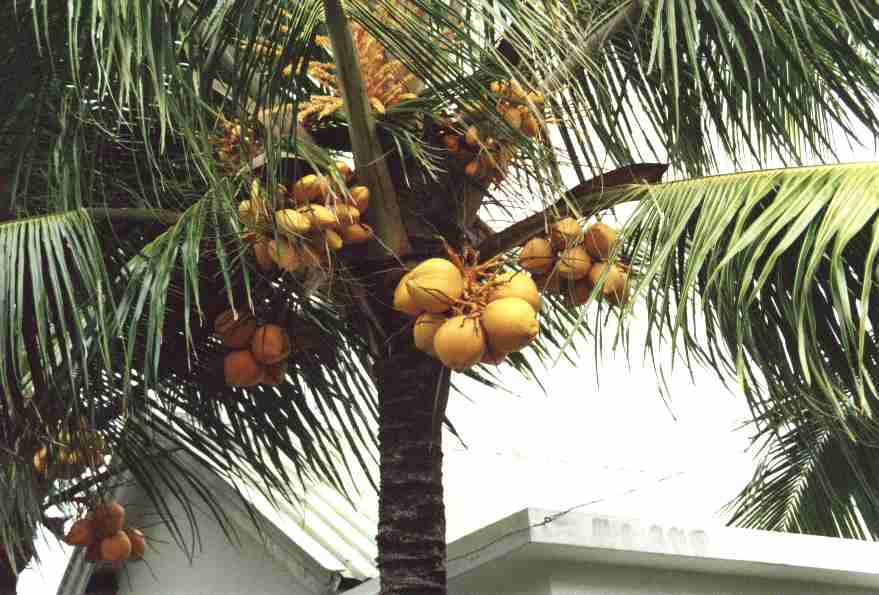 Palme mit Früchten
